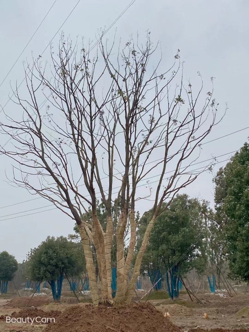 江苏句容精品丛生多杆拼栽香樟（小苗）基地低价供应