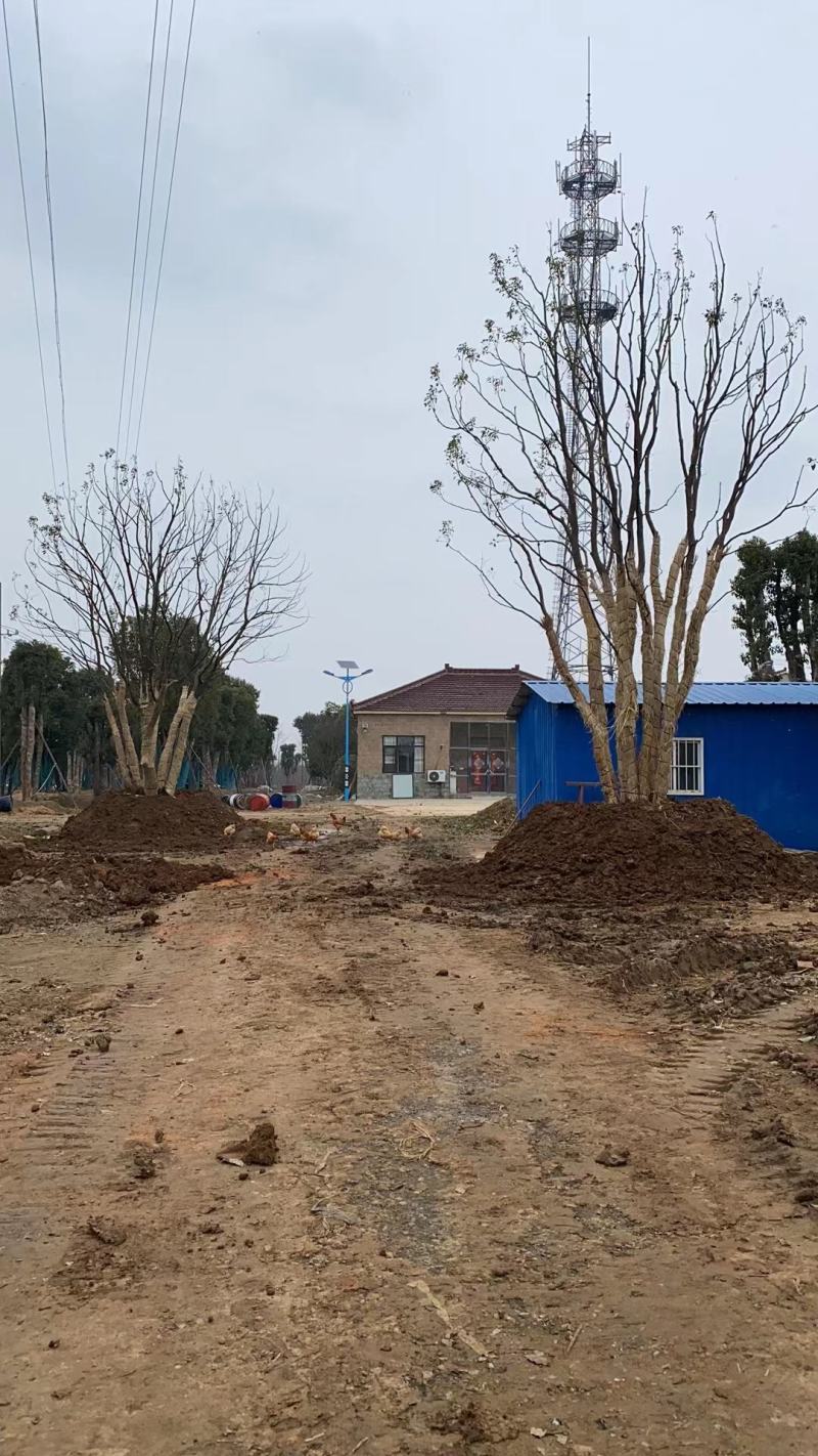 江苏句容精品丛生多杆拼栽香樟（小苗）基地低价供应