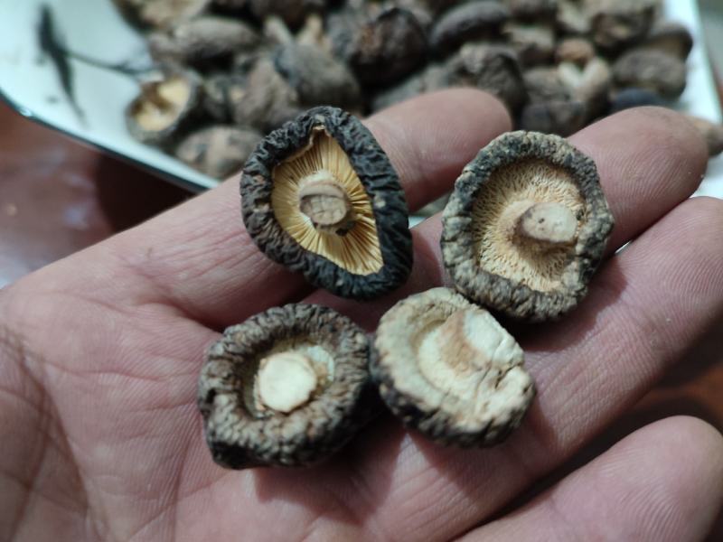 干香菇冬菇电商货质量优良量大优产地直发