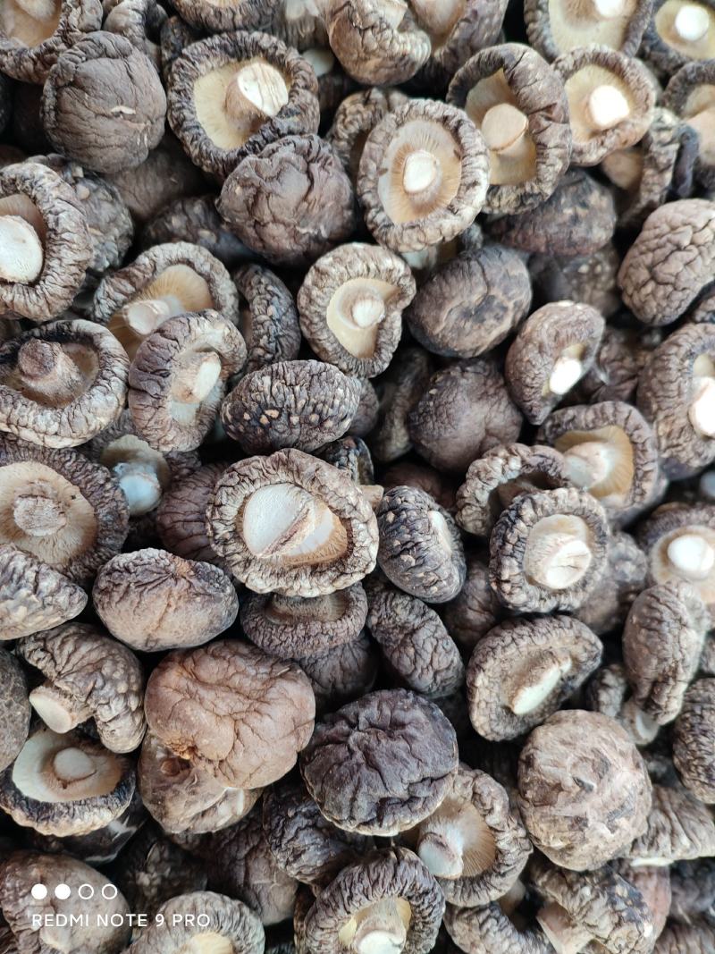 干香菇冬菇电商货质量优良量大优产地直发