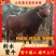 山东优质安格斯牛基地直发包成活技术买10送2全国免费