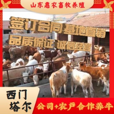 山东优质夏洛莱牛包回收提供免费技术买10送1送打草机