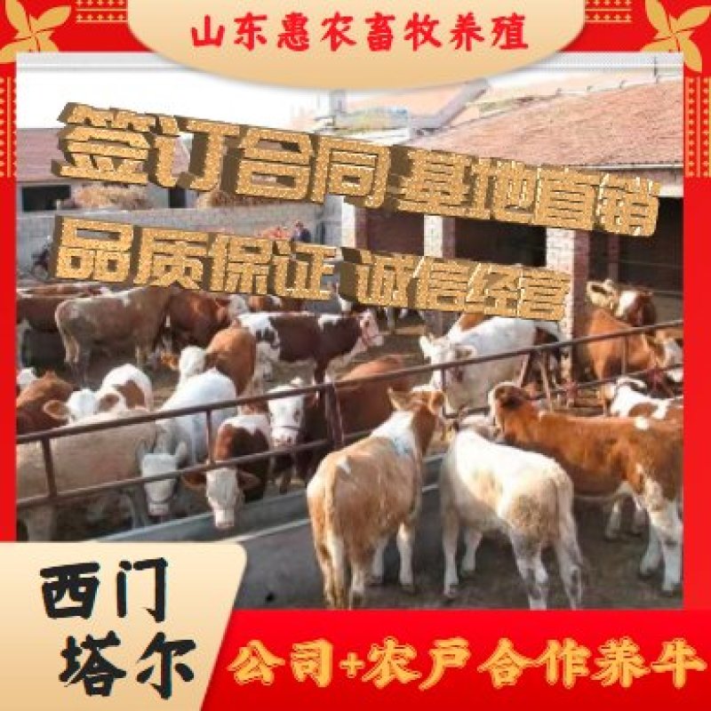 山东优质夏洛莱牛包回收提供免费技术买10送1送打草机