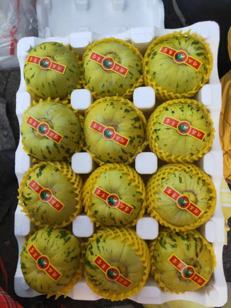 辽宁北镇花蕾绿宝61头茬甜瓜大量上市产地直供质量保证