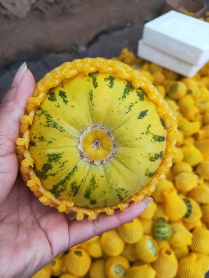 辽宁北镇花蕾绿宝61头茬甜瓜大量上市产地直供质量保证