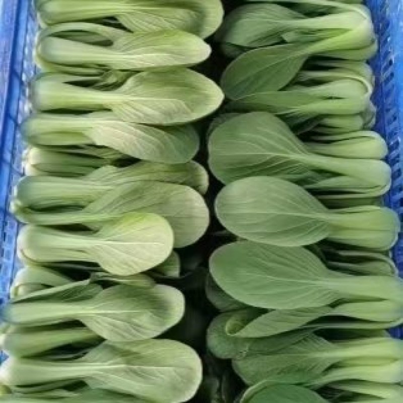 油菜上海青蔬菜基地常年供货，诚信经营，产地直发，