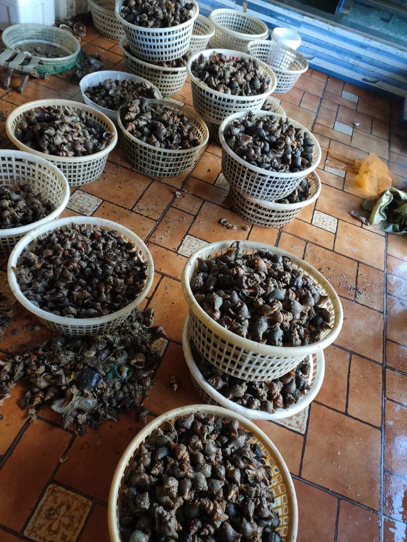 鲜活海螺深水螺红尖螺红鲤螺小金螺视频看货东港当地产地直销