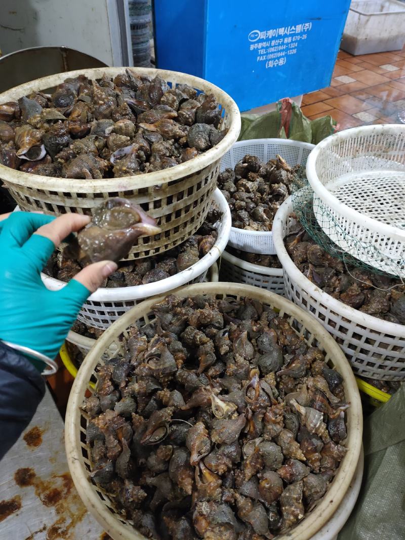 鲜活海螺深水螺红尖螺红鲤螺小金螺视频看货东港当地产地直销