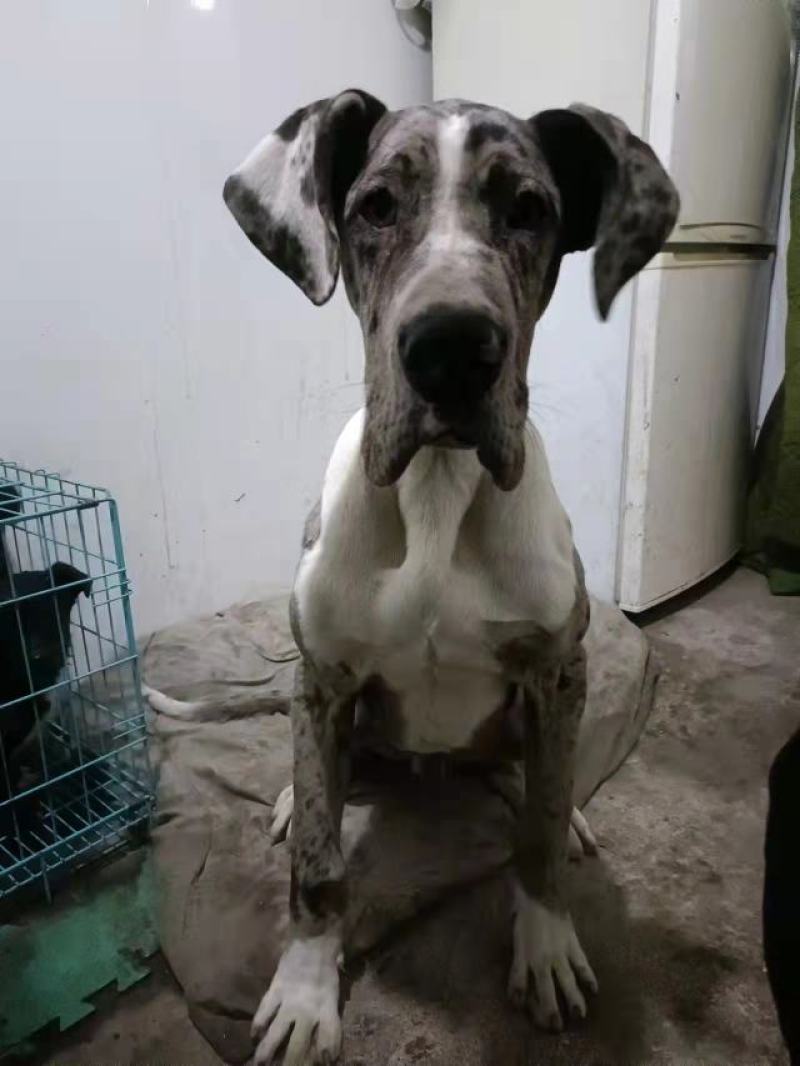 狗