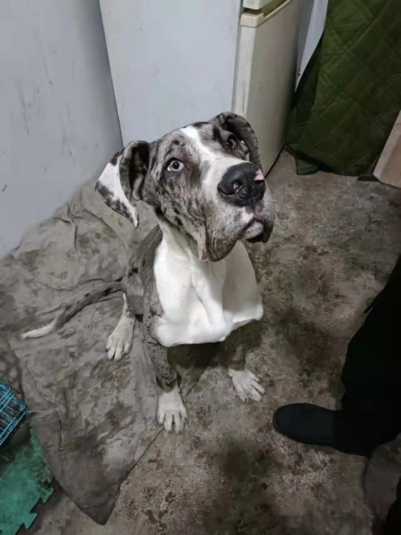 狗