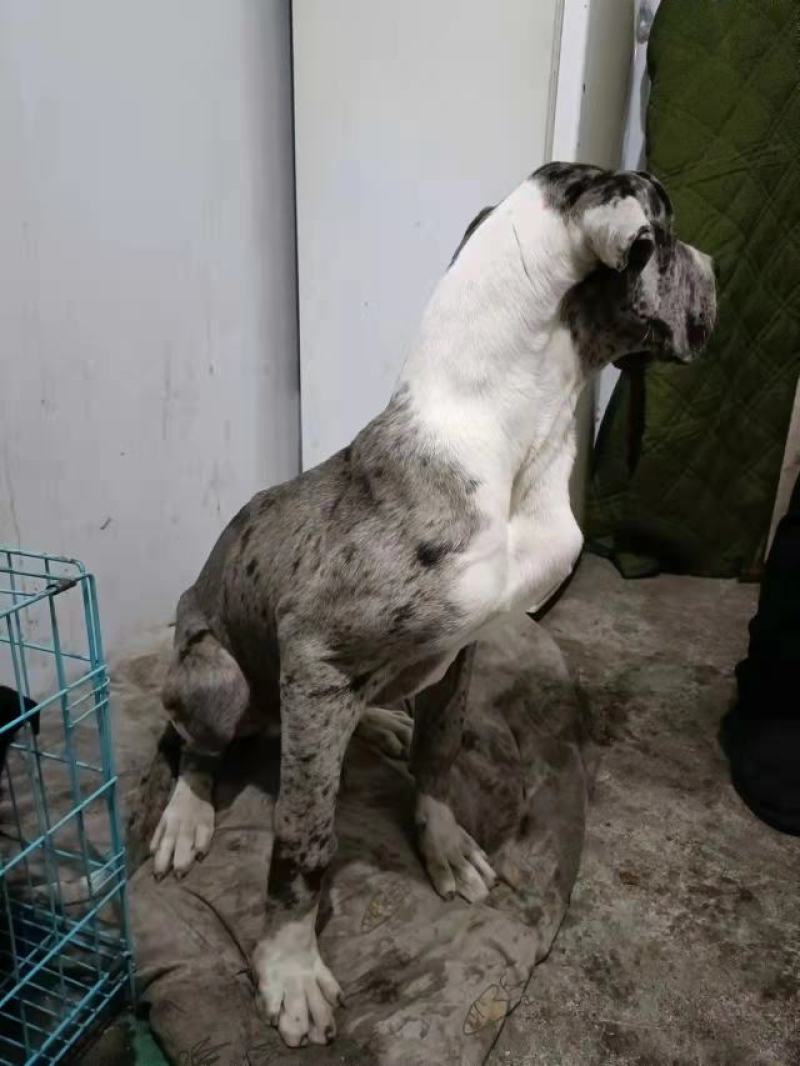 狗