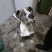 大丹犬