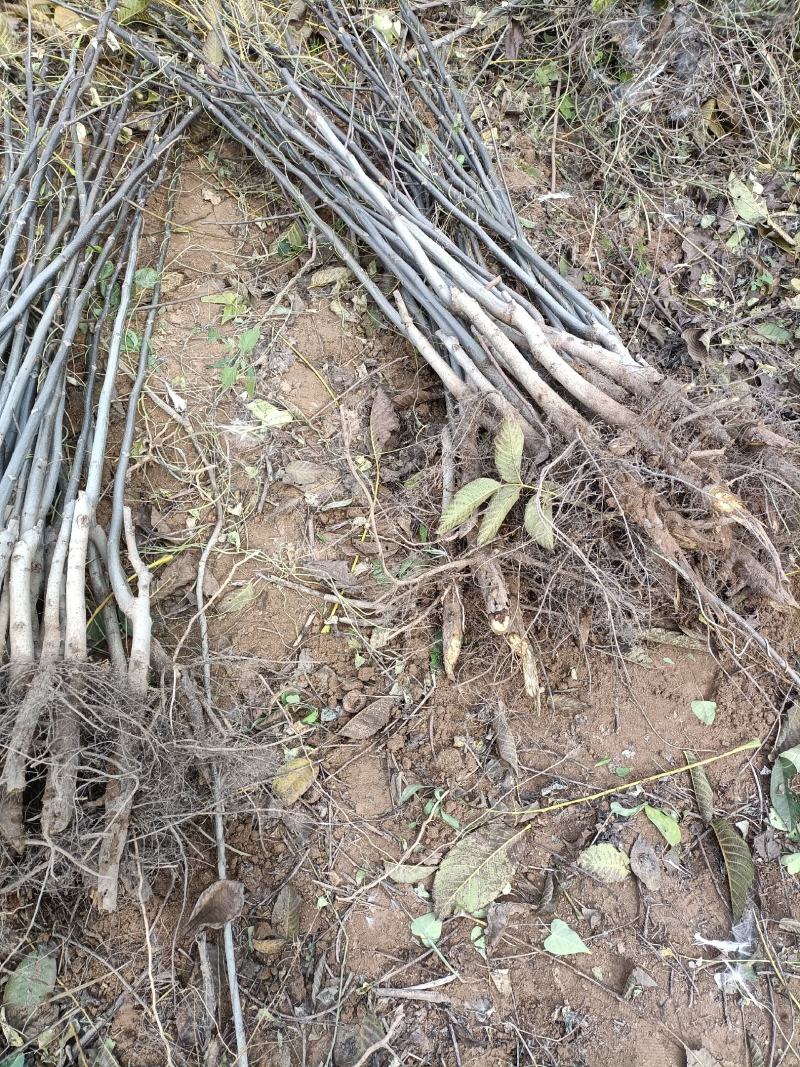 占地核桃苗&核桃树50~100cm2~3年苗量大质优