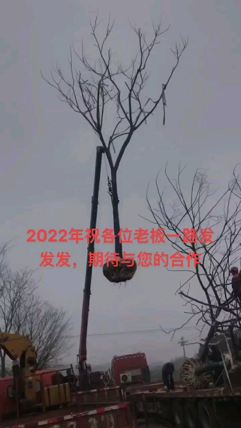20公分黄山栾树，南栾