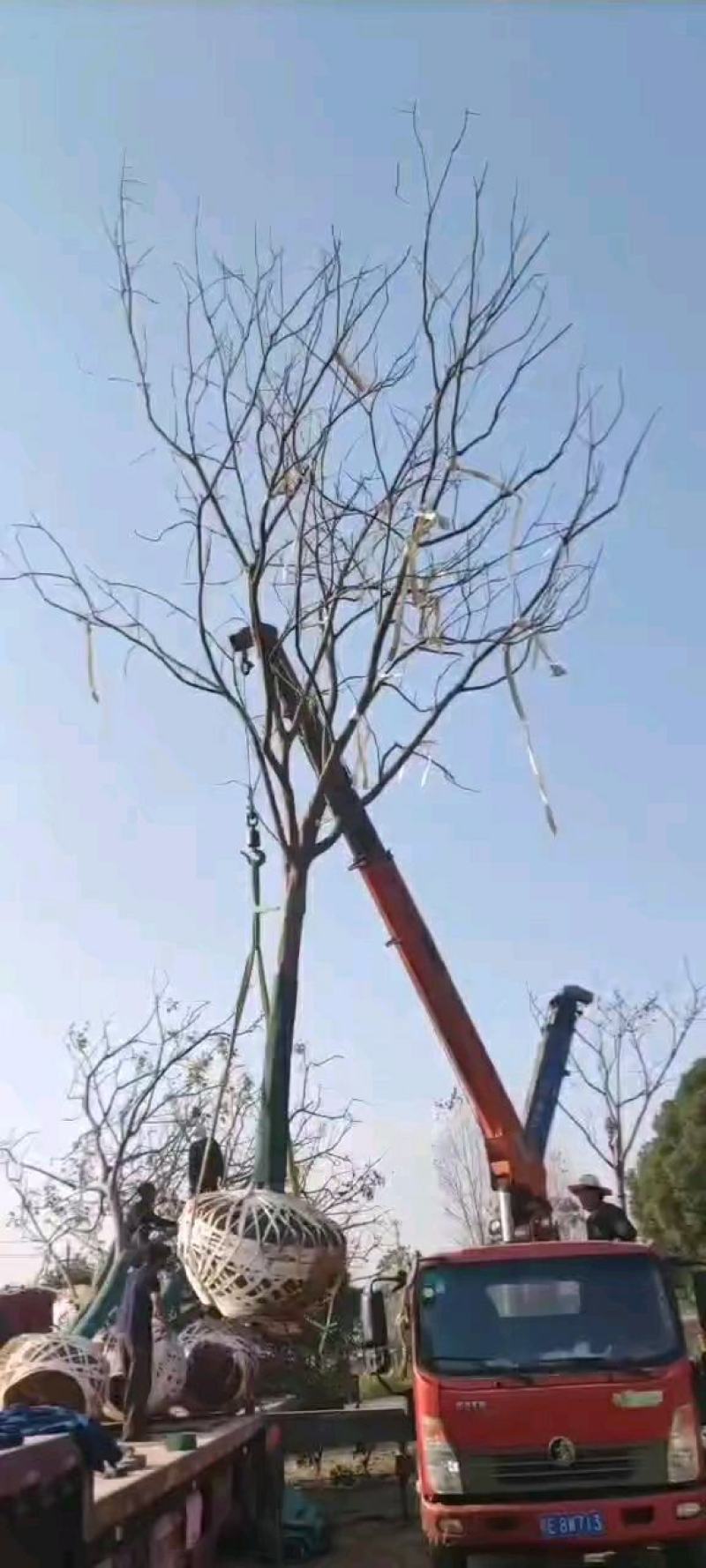 20公分黄山栾树，南栾