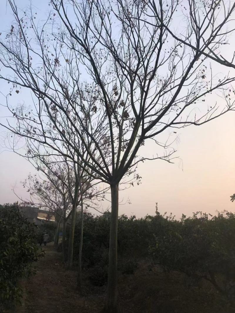 20公分黄山栾树，南栾
