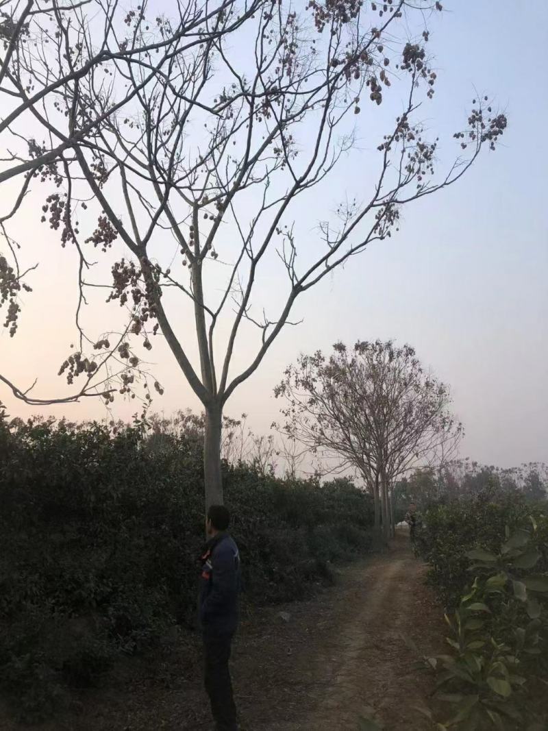 20公分黄山栾树，南栾