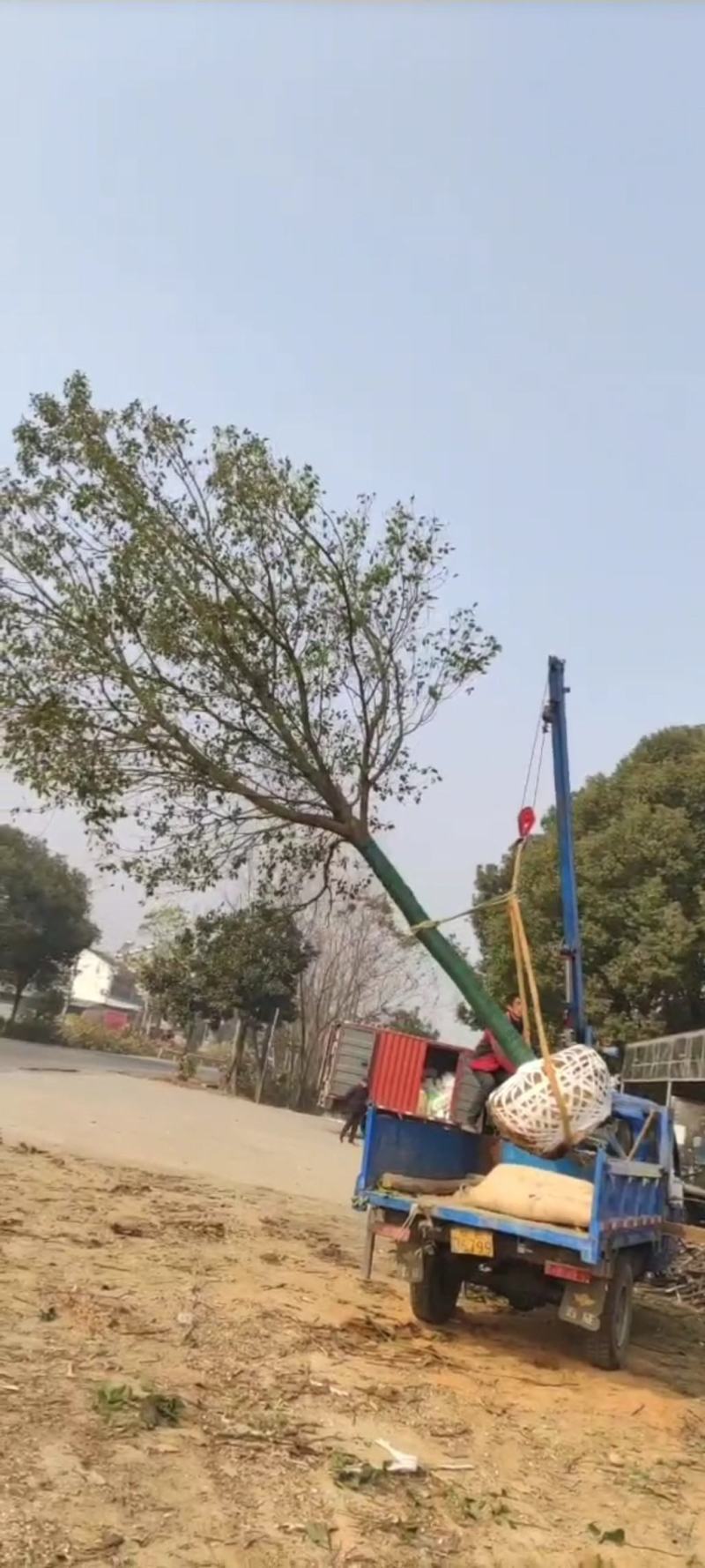 18公分全冠香樟，各种规格大量供应