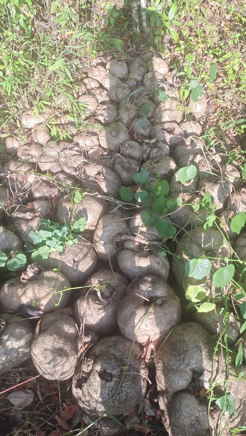 中药材