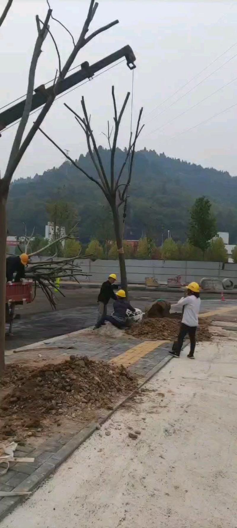 15公分黄山栾树，南栾
