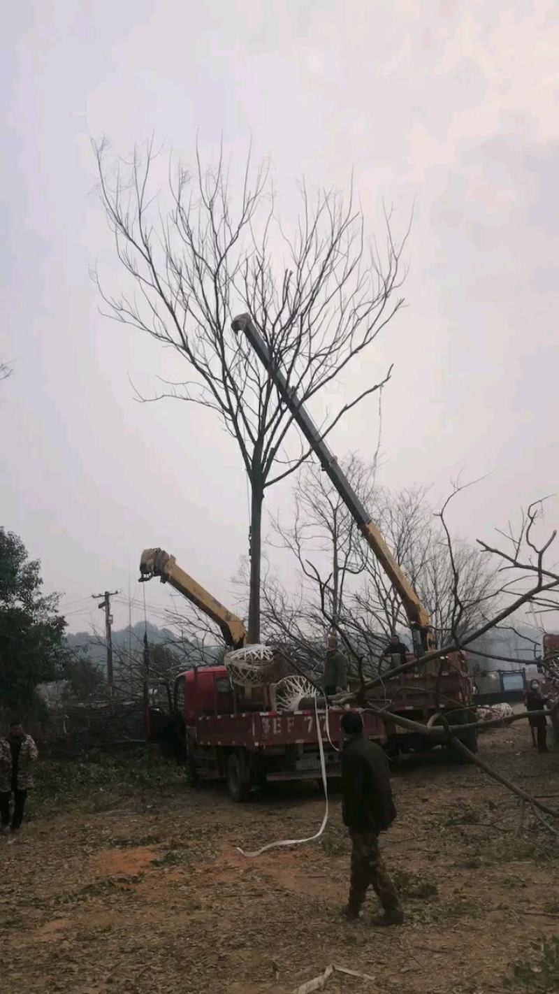 15公分黄山栾树，南栾