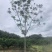 15公分黄山栾树，南栾