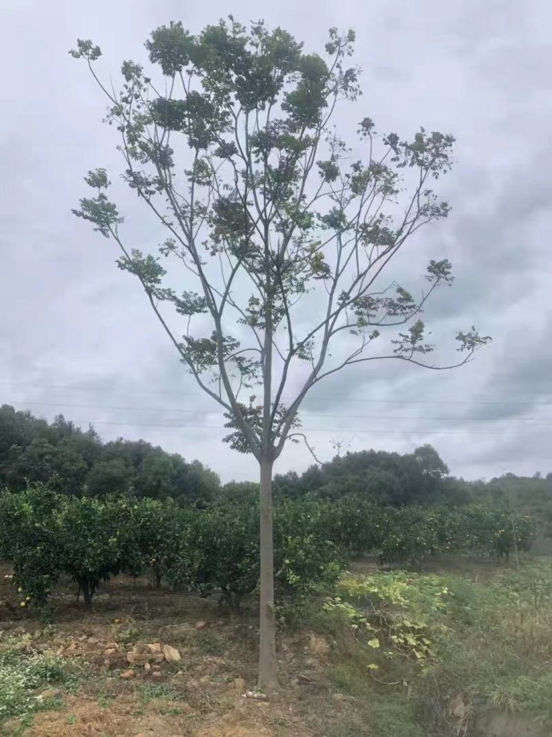 15公分黄山栾树，南栾