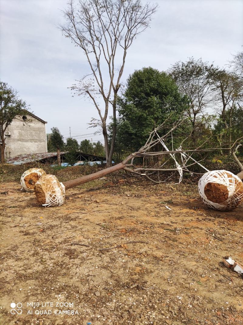 15公分黄山栾树，南栾