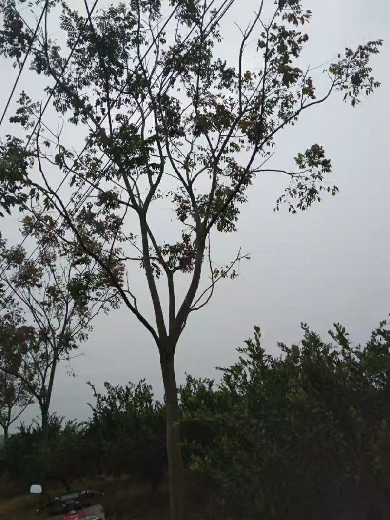 18公分黄山栾树，南栾