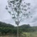 18公分黄山栾树，南栾