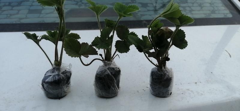 草莓苗盆栽，品种多样化，摆摊练摊，阳台种植都可以，包成活
