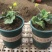 草莓苗盆栽，品种多样化，摆摊练摊，阳台种植都可以，包成活