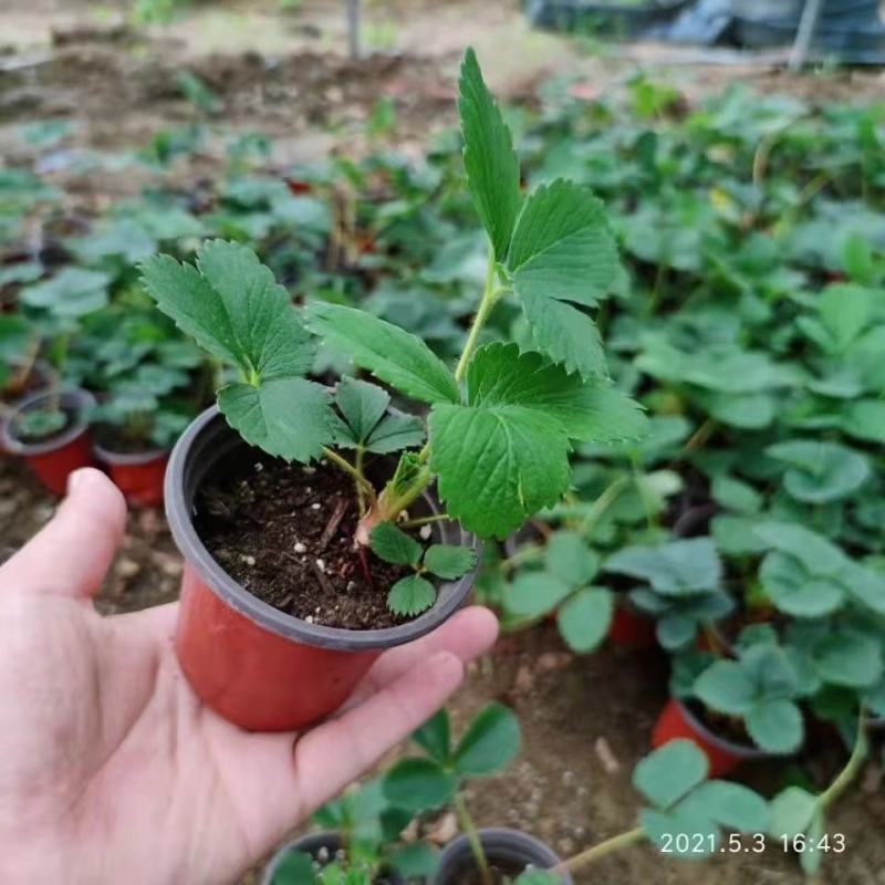 草莓苗盆栽，品种多样化，摆摊练摊，阳台种植都可以，包成活