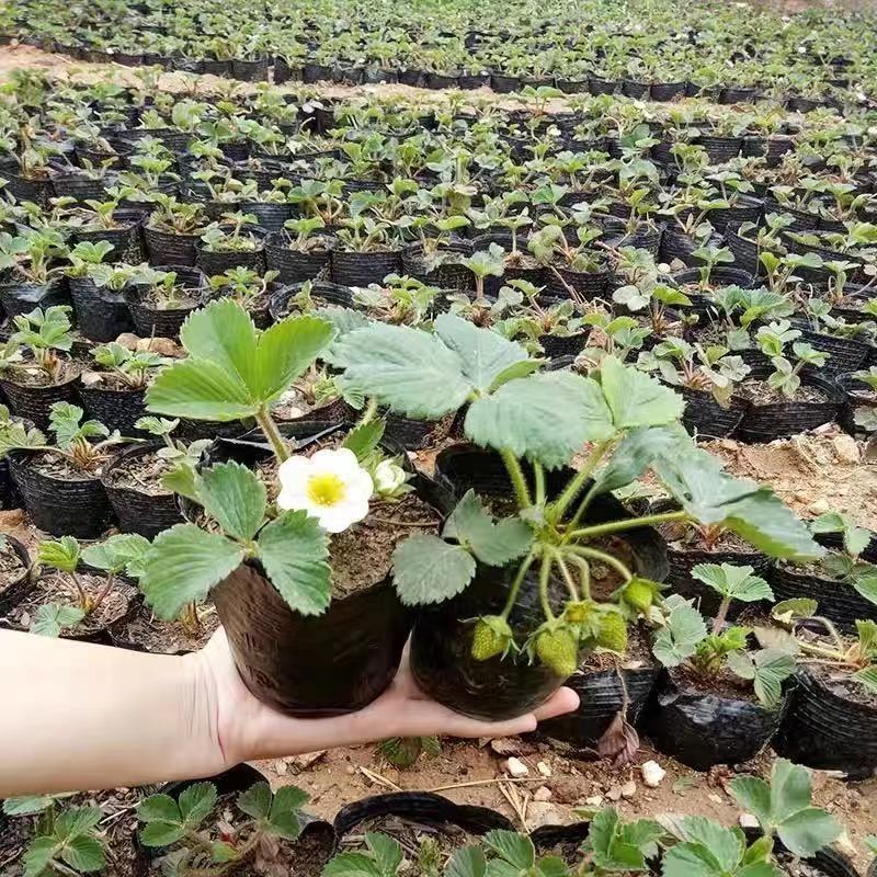 草莓苗盆栽，品种多样化，摆摊练摊，阳台种植都可以，包成活