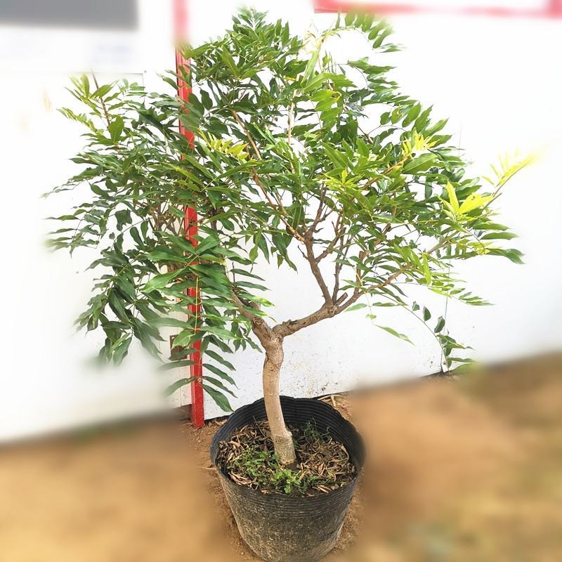 紫藤花老桩树苗盆栽花卉爬藤植物四季开花耐寒阳台庭院室外植