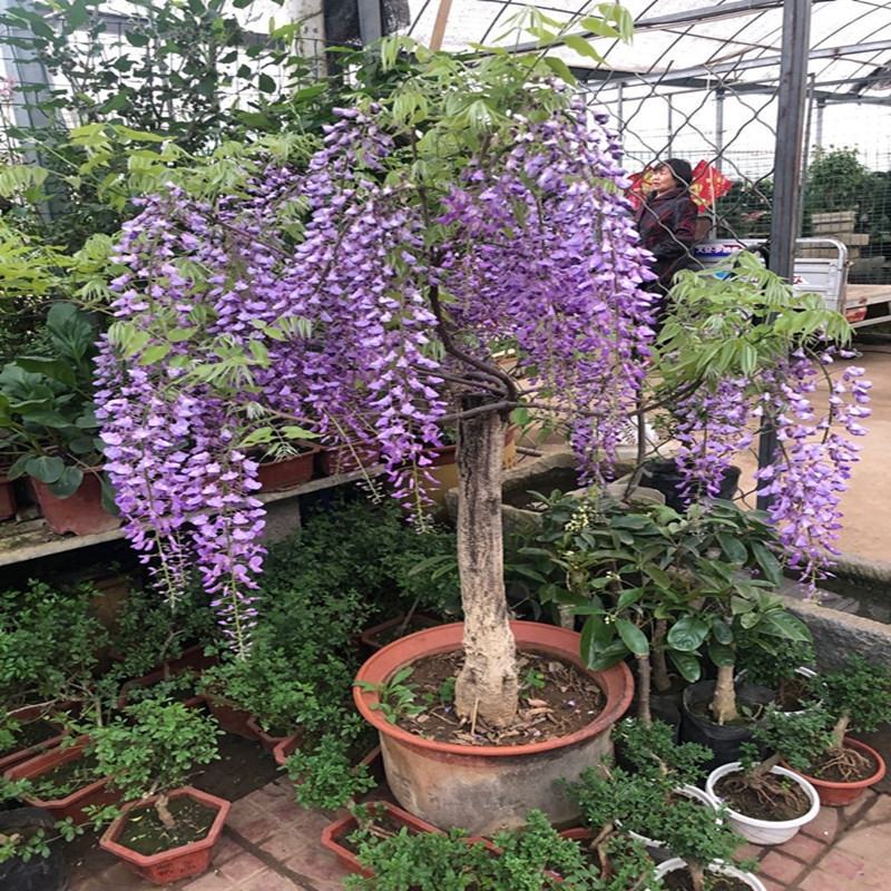 紫藤花老桩树苗盆栽花卉爬藤植物四季开花耐寒阳台庭院室外植