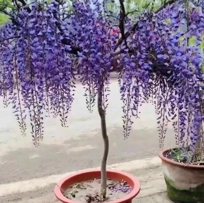 紫藤花老桩树苗盆栽花卉爬藤植物四季开花耐寒阳台庭院室外植