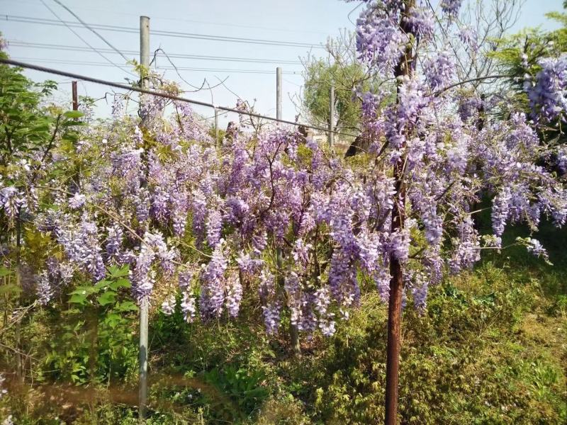 紫藤花老桩树苗盆栽花卉爬藤植物四季开花耐寒阳台庭院室外植