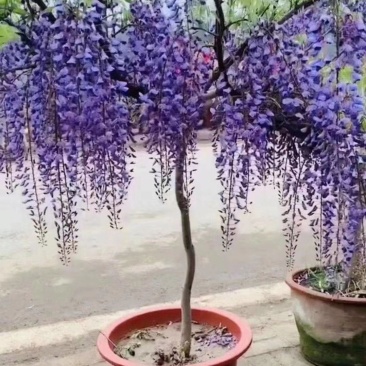 紫藤花老桩树苗盆栽花卉爬藤植物四季开花耐寒阳台庭院室外植