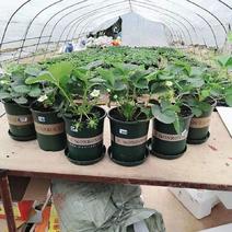 草莓苗盆栽，品种多样化，摆摊练摊，阳台种植都可以，包成活