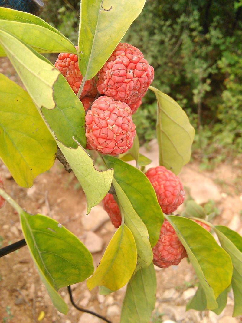 来自江西新品种水果猴脑果种苗特色水果种苗
