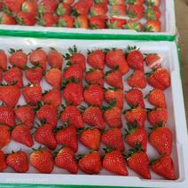 99草莓大量上市需要的来