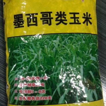 墨西哥玉米草种子阔叶大刍草牧草籽养殖猪牛羊鸡鸭鹅兔鱼草籽