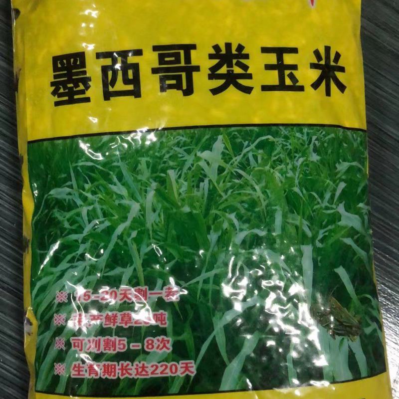 墨西哥玉米草种子阔叶大刍草牧草籽养殖猪牛羊鸡鸭鹅兔鱼草籽