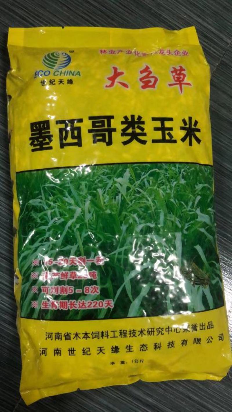 墨西哥玉米草种子阔叶大刍草牧草籽养殖猪牛羊鸡鸭鹅兔鱼草籽