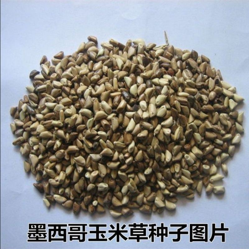 墨西哥玉米草种子阔叶大刍草牧草籽养殖猪牛羊鸡鸭鹅兔鱼草籽