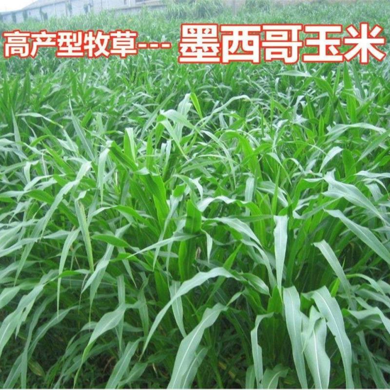 墨西哥玉米草种子阔叶大刍草牧草籽养殖猪牛羊鸡鸭鹅兔鱼草籽