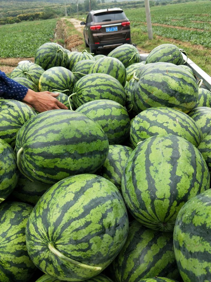 广东精品甜王西瓜精品头茬瓜，大量上市中！专业代收！