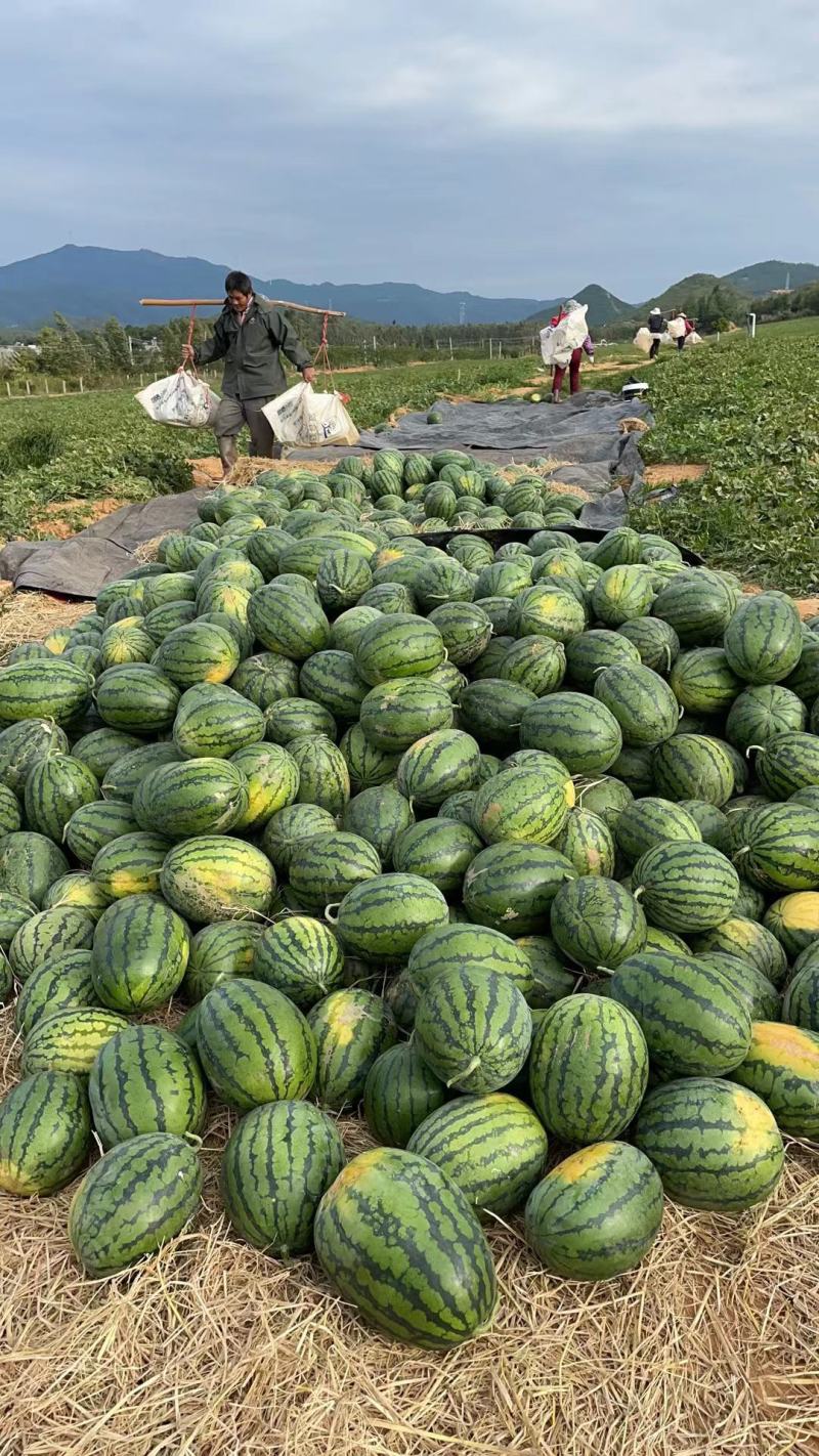 广东精品甜王西瓜精品头茬瓜，大量上市中！专业代收！