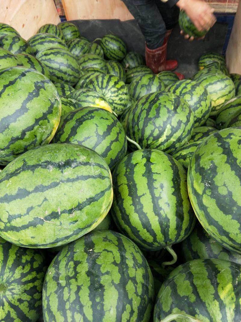 广东精品甜王西瓜精品头茬瓜，大量上市中！专业代收！